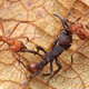 Image for article titled Macrophotographs of ant warfare are downright epic